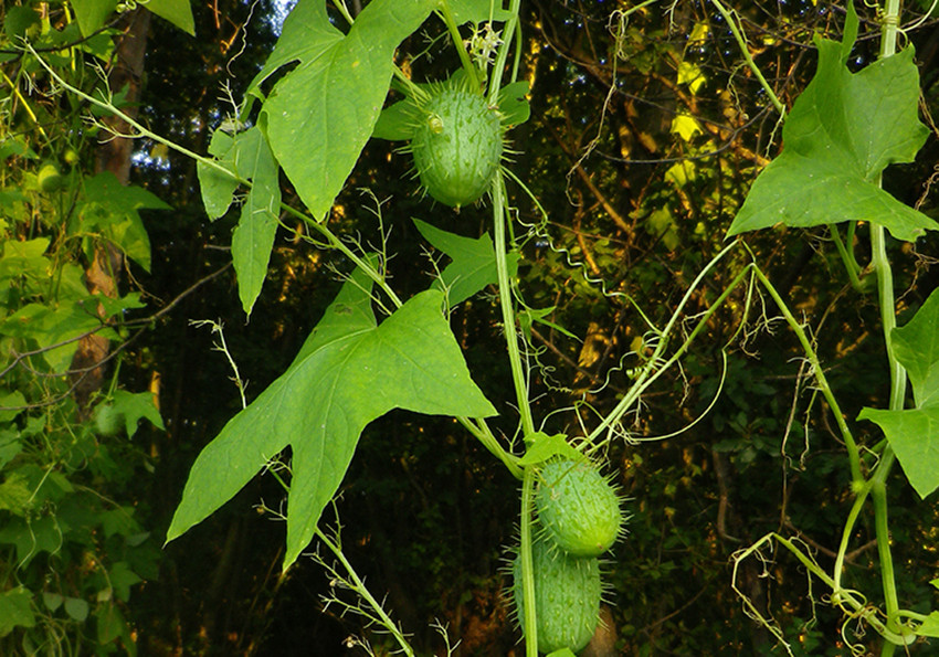  огірок (Ecballium elaterium)